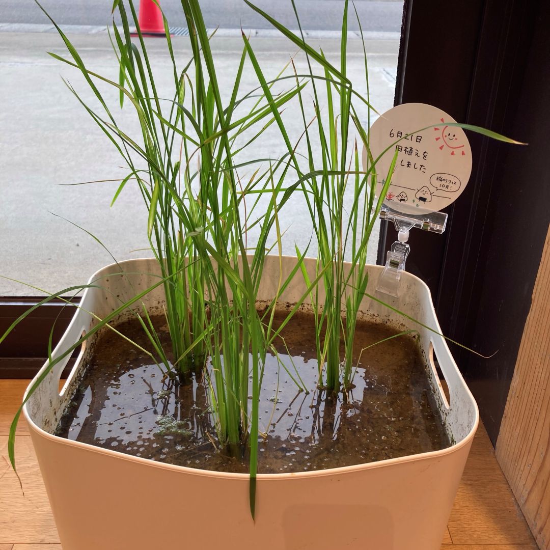 【ルビットパーク大口】田んぼの学校〜7月田んぼの生きもの調査〜_3XTA7o