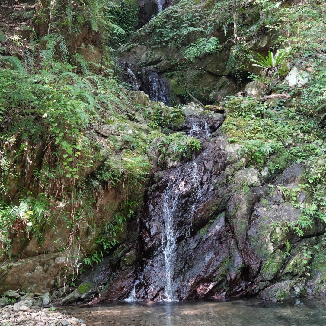 【銀座】つながる市　奄美大島　