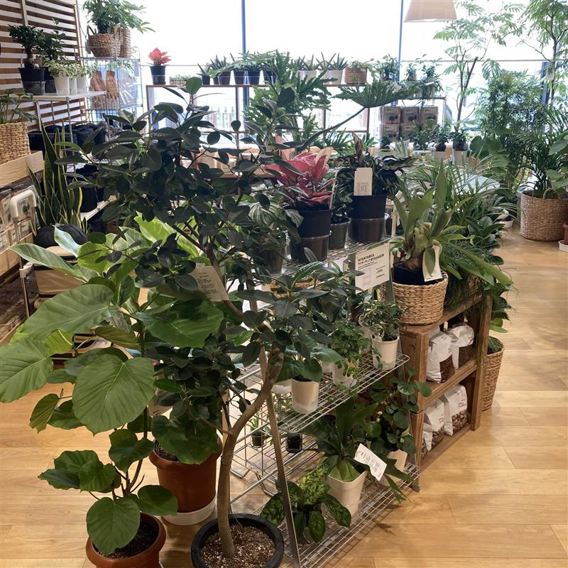 グリーン観葉植物たち