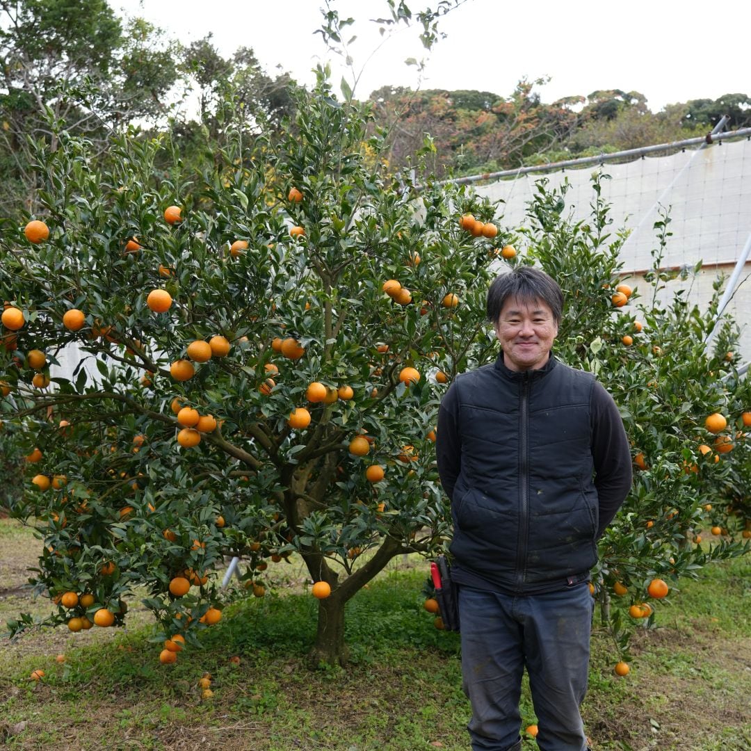 【銀座】奄美大島の果物　