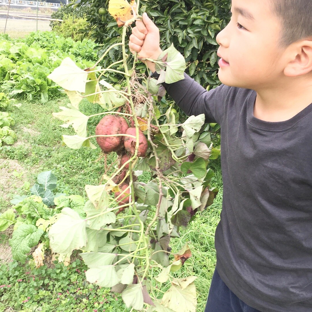 【ららぽーと甲子園】さつまいも