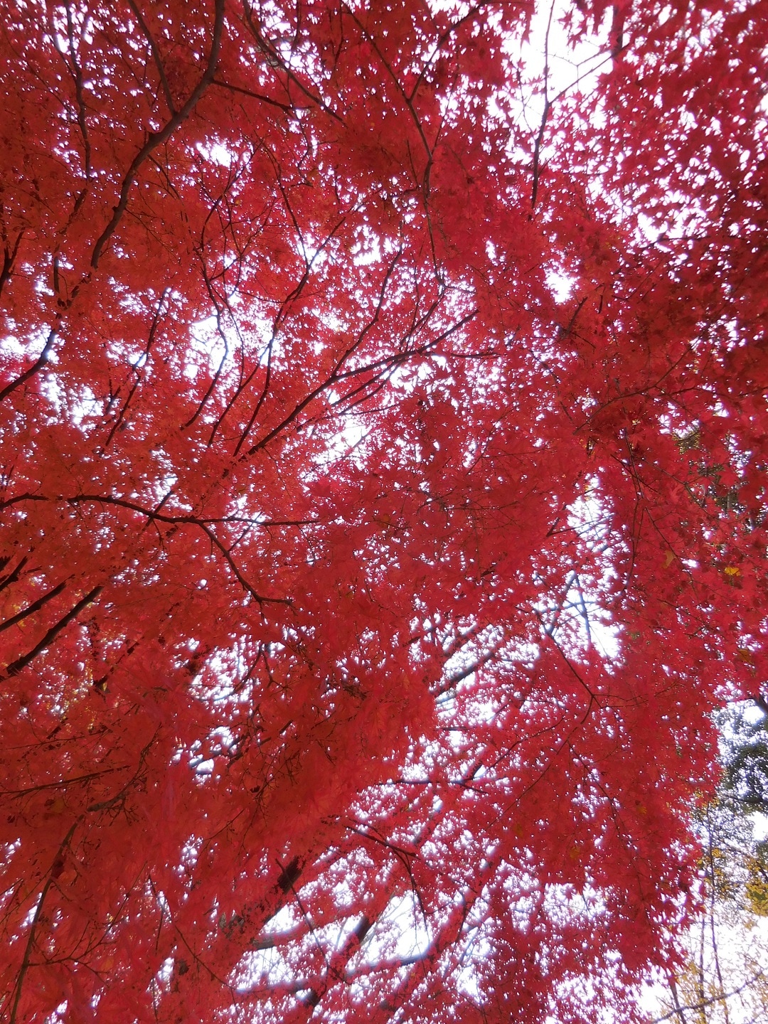紅葉
