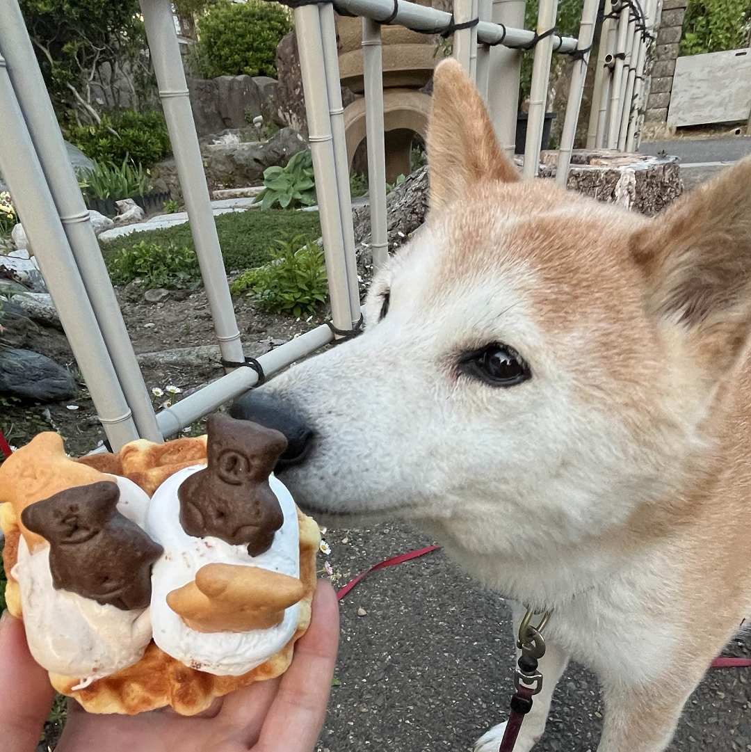 イヌ