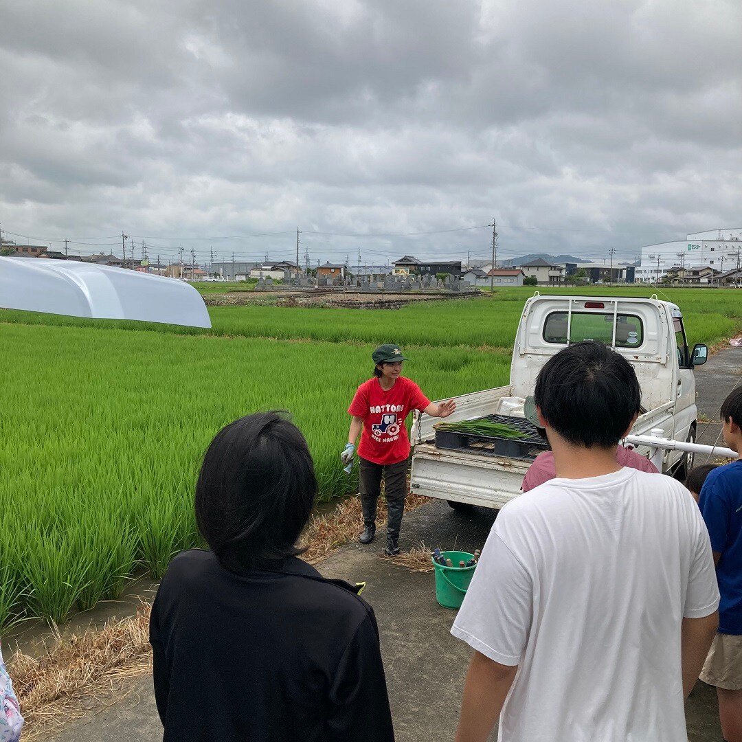 田んぼ8月①