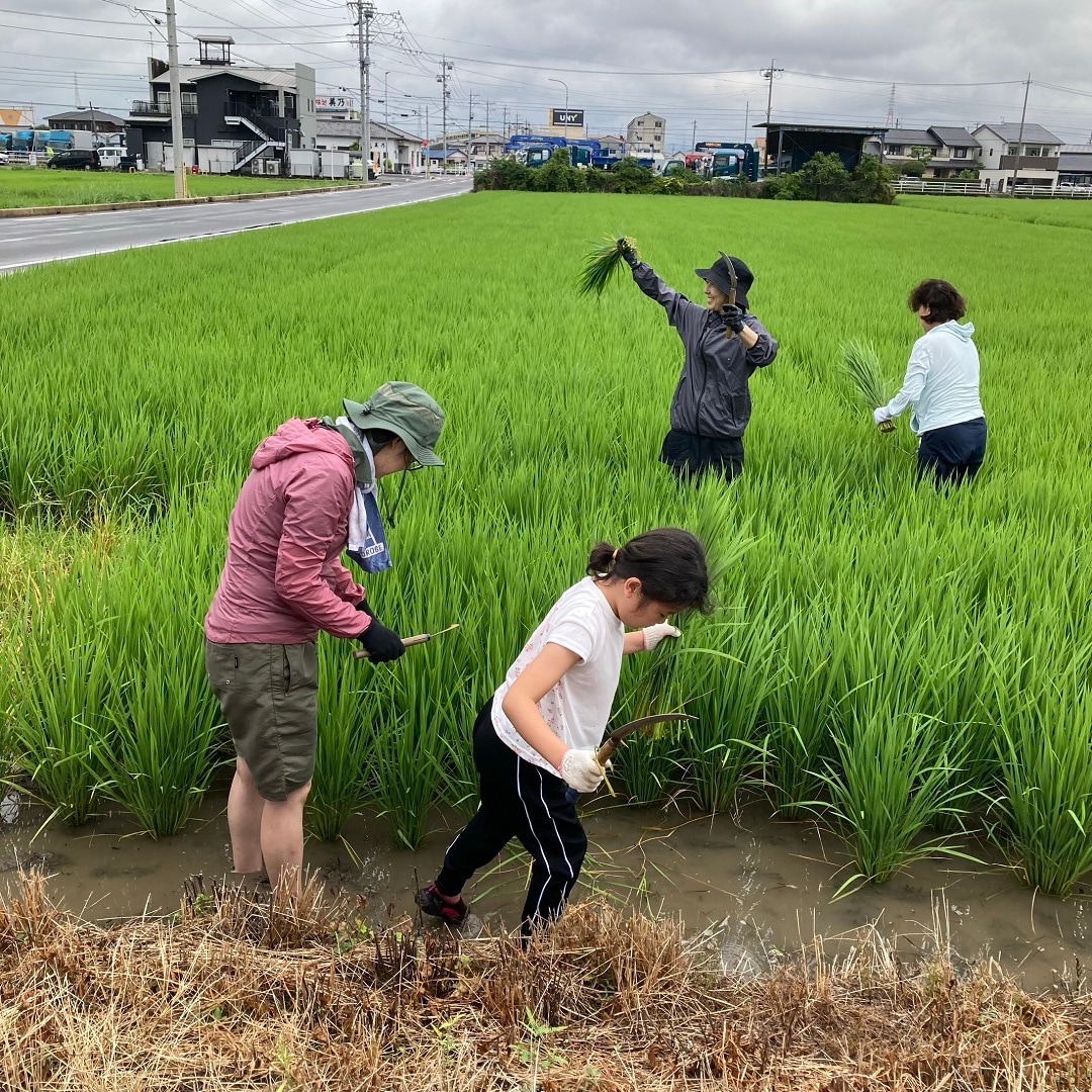 田んぼ8月②