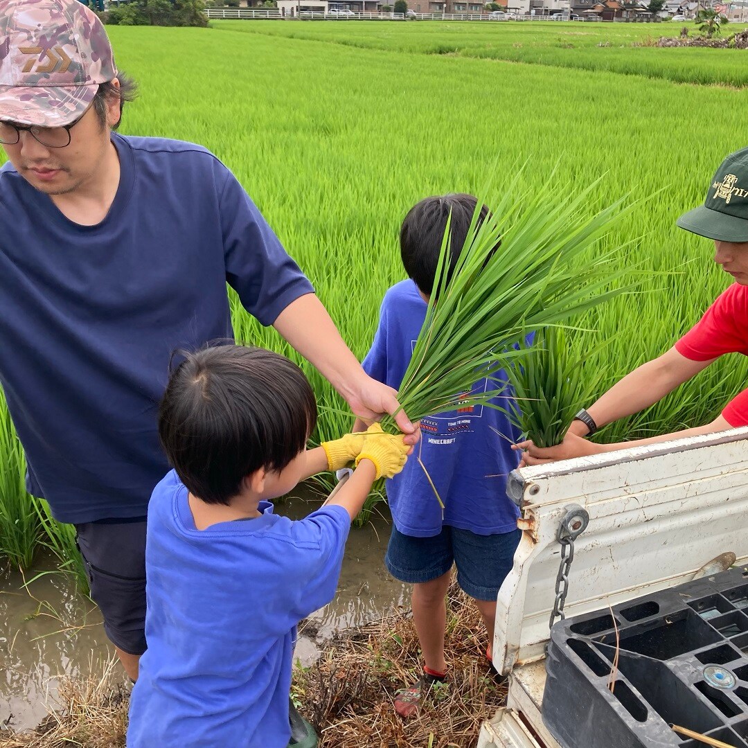 田んぼ8月③