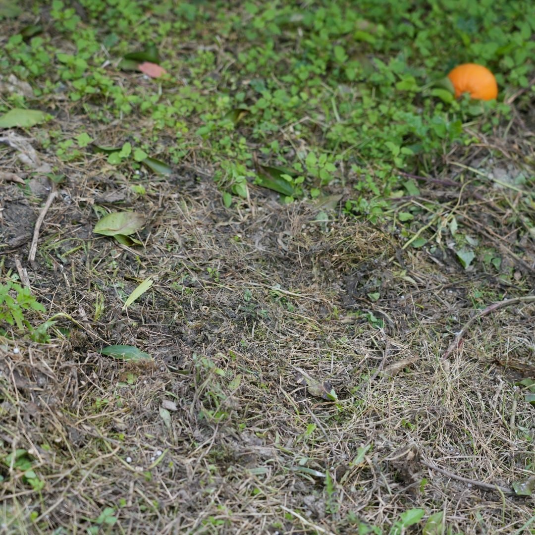 【銀座】奄美大島の果物　