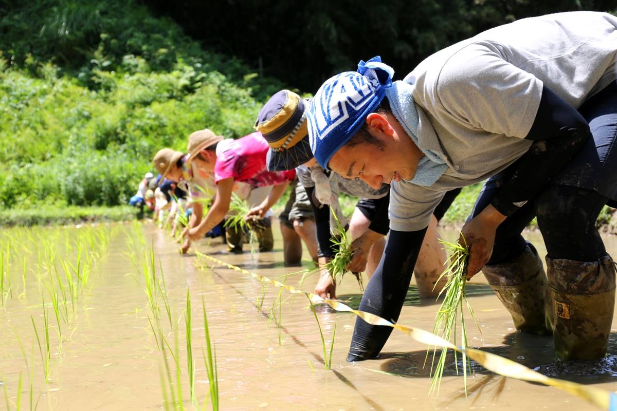 田植え