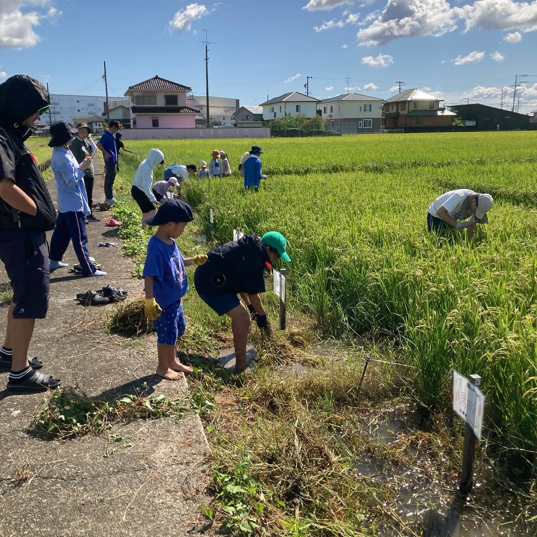 田んぼ9月③