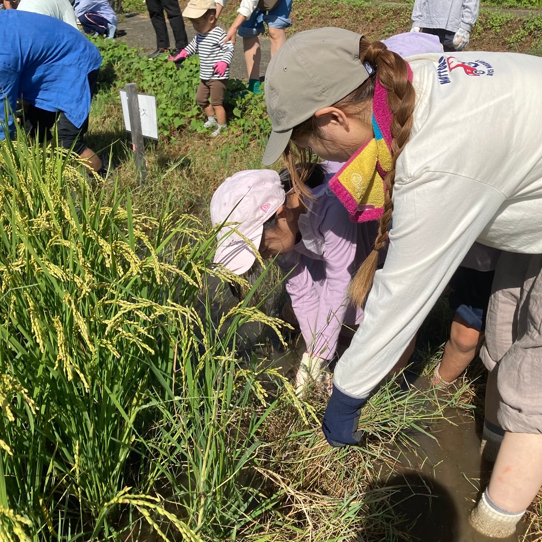 田んぼ9月④