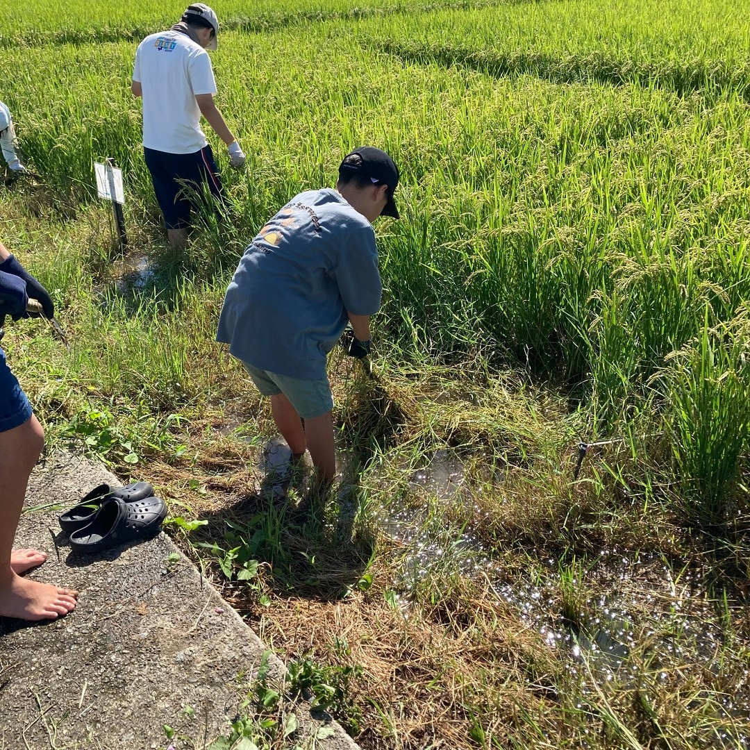 田んぼ9月⑤