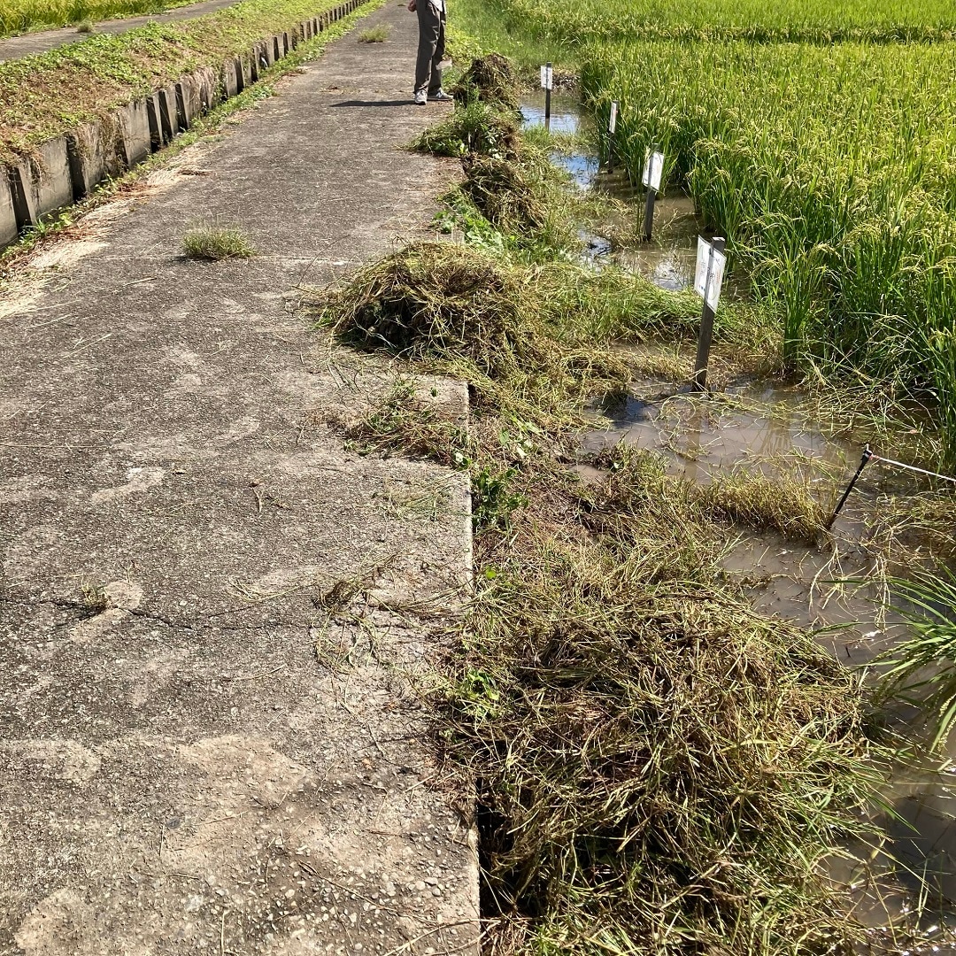 田んぼ9月⑥