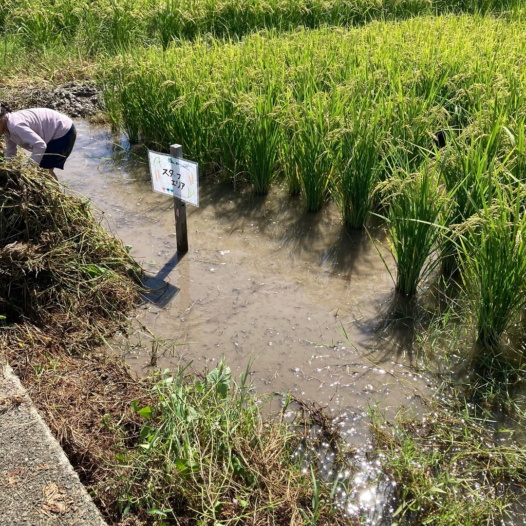 田んぼ9月⑦