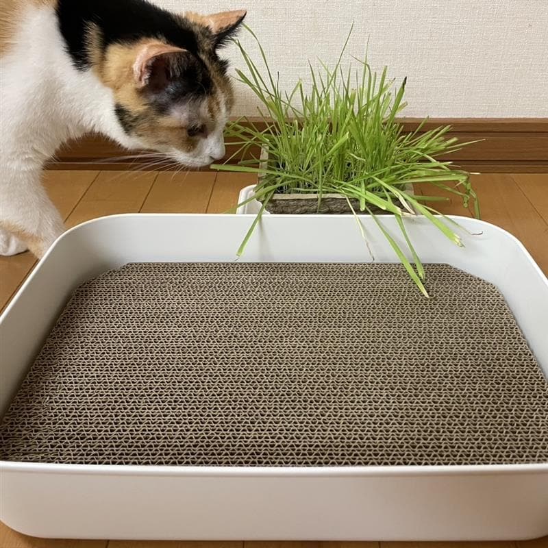 爪とぎの写真