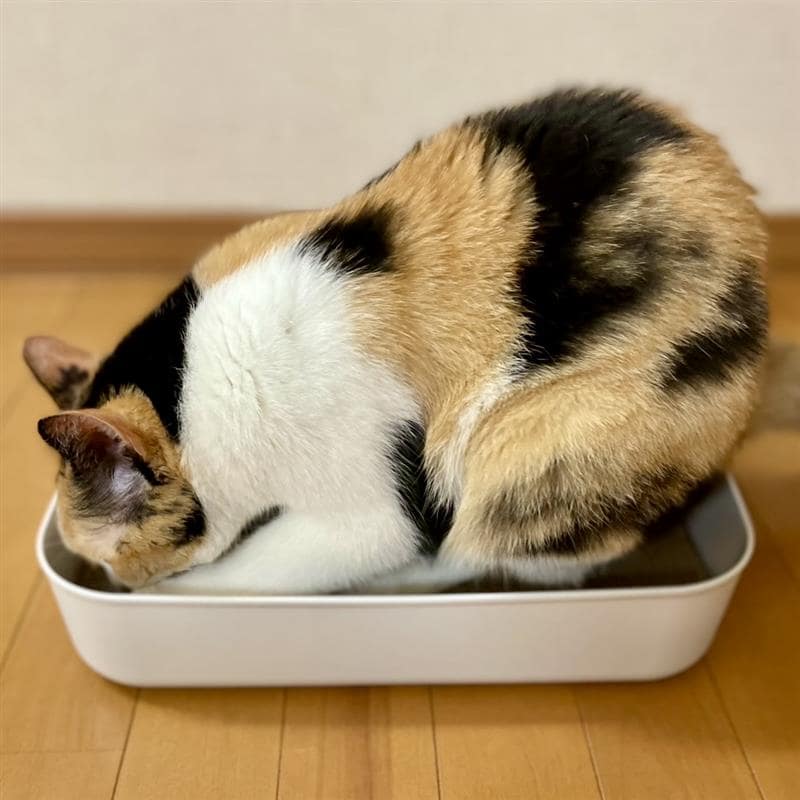 爪とぎのケースに収まる猫