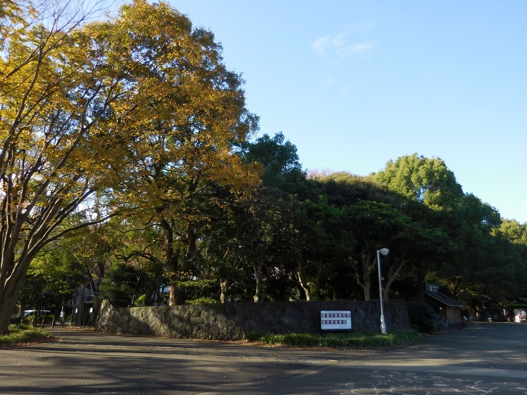 紅葉