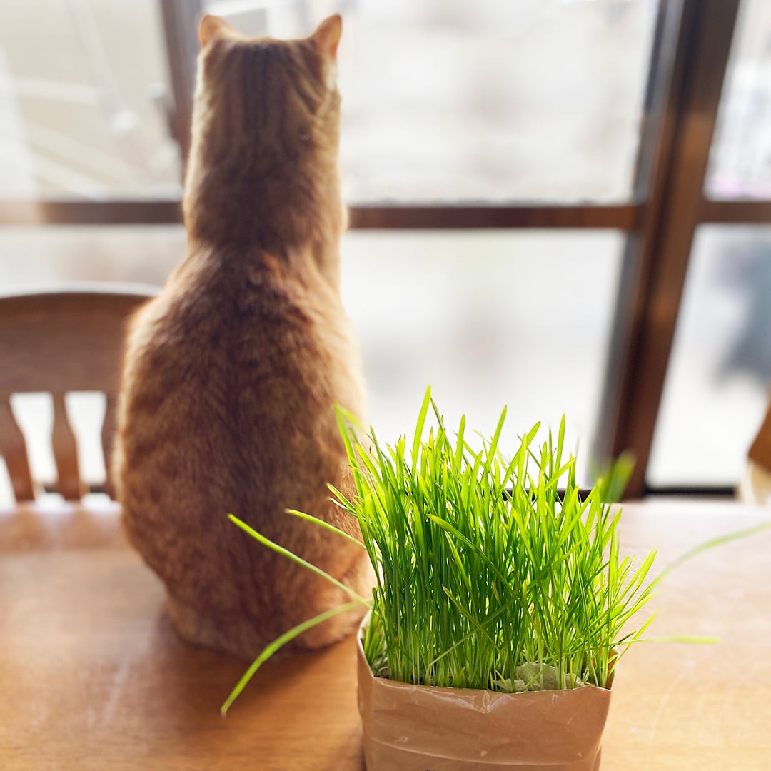 栄スカイル_猫草