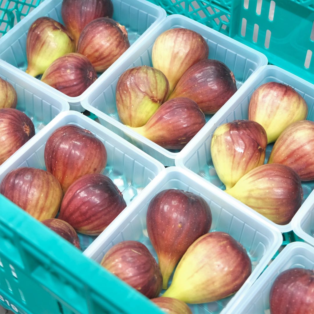  【堺北花田】吉原さんの朝採りいちじく入荷しました｜青果売場から