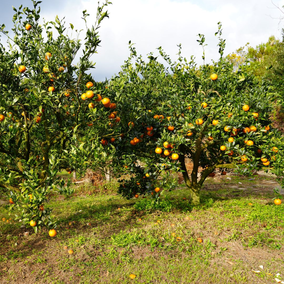 【銀座】奄美大島の果物　