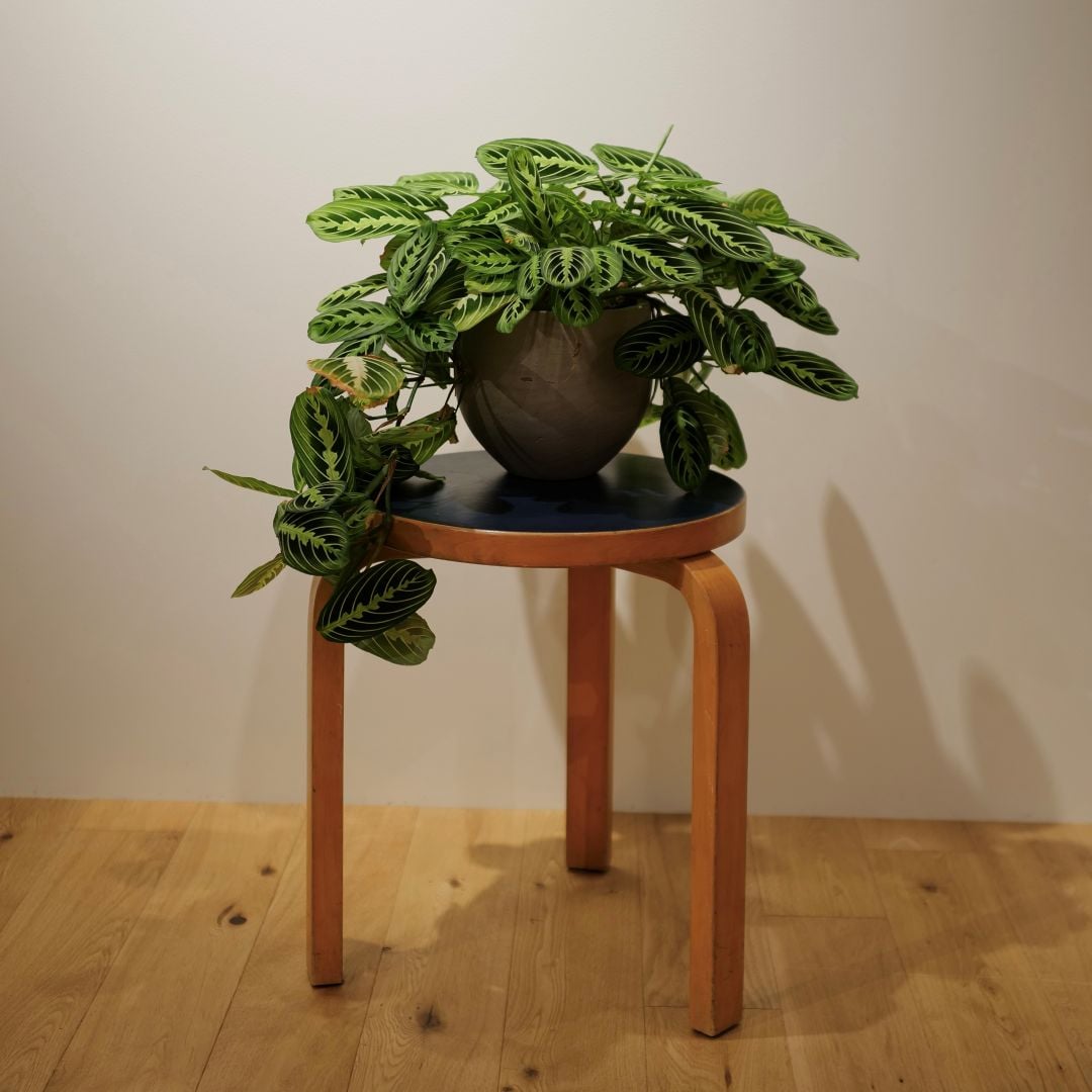 AA