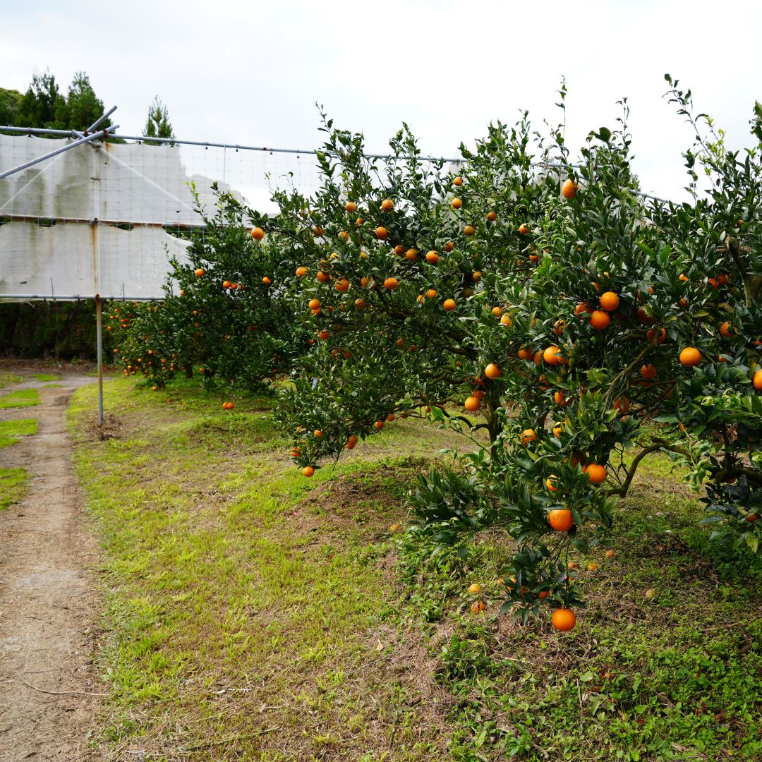 【銀座】奄美大島の果物　