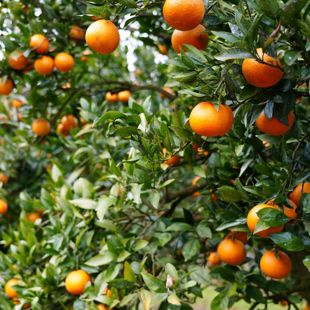 【銀座】奄美大島の果物　