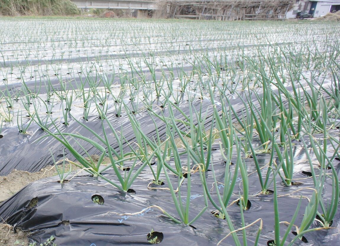 【堺北花田】泉州黄玉ねぎ、成長しています｜産地を訪ねて