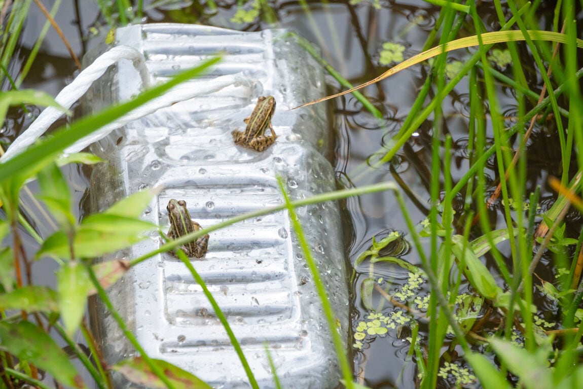 トノサマガエル