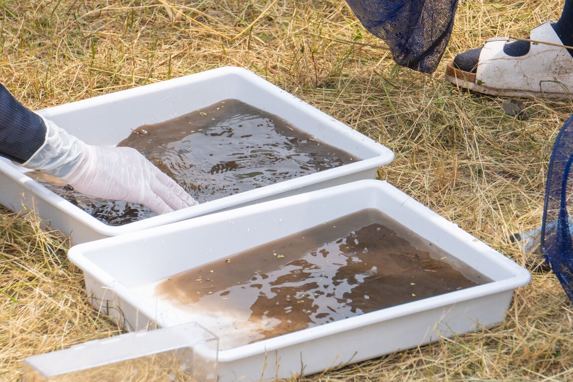 生き物調査