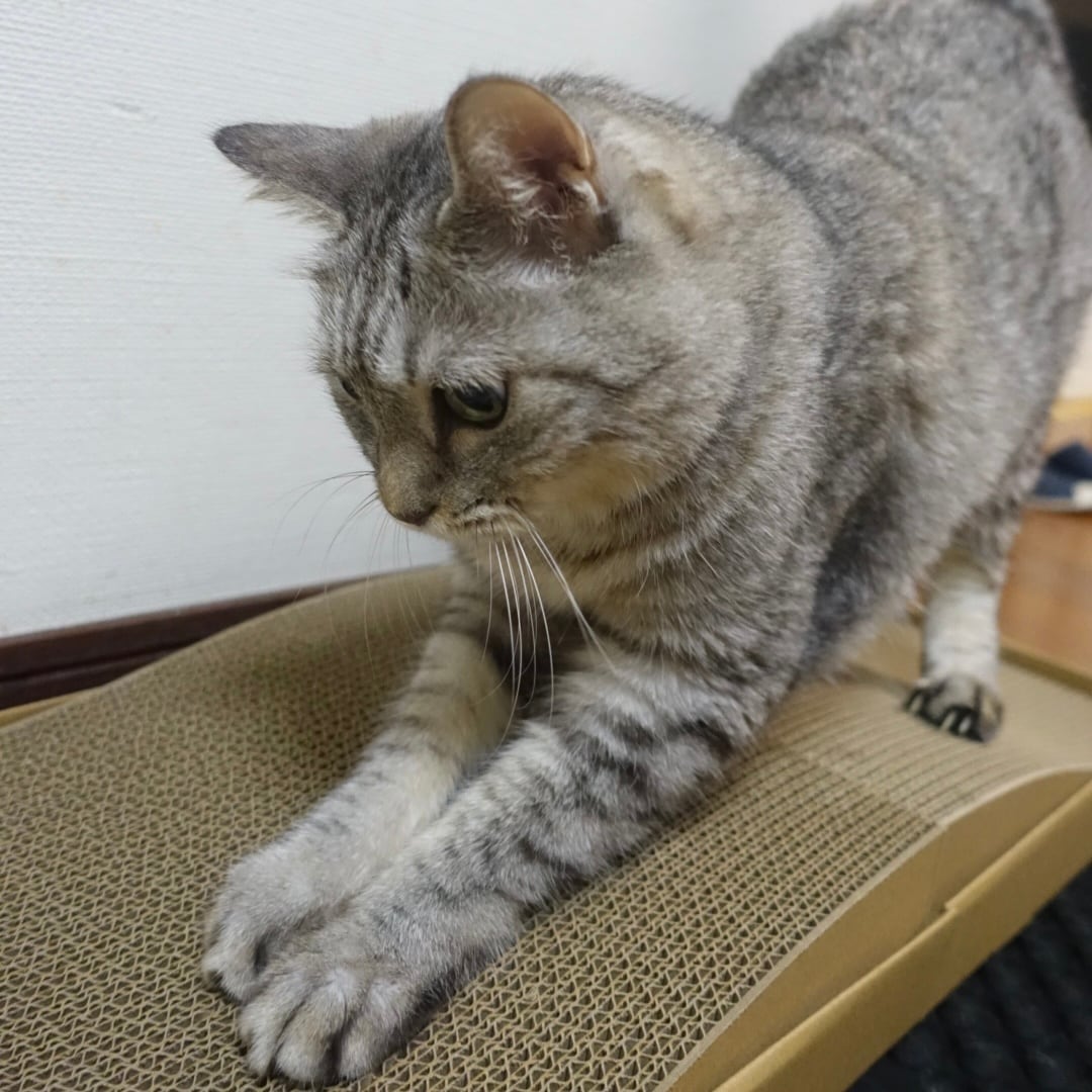 【大丸福岡天神】愛猫におすすめの商品3選