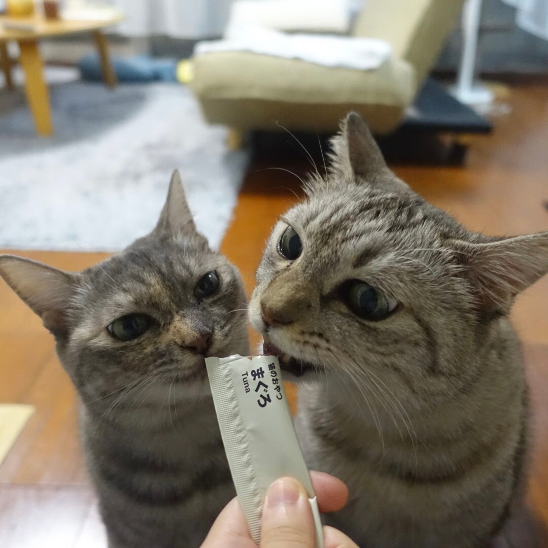 【大丸福岡天神】愛猫におすすめの商品3選