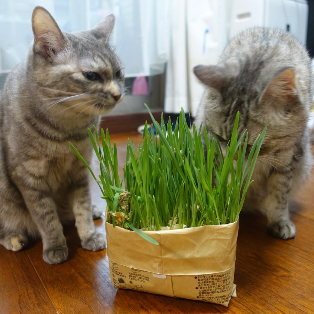 【大丸福岡天神】愛猫におすすめの商品3選