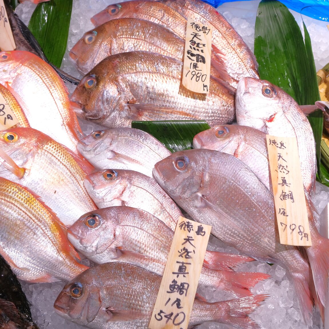 【堺北花田】今日のおすすめは『天然真鯛』｜鮮魚売場から