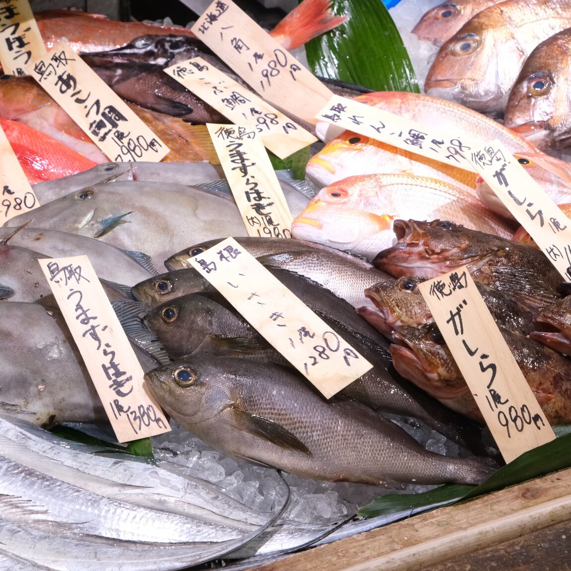 【堺北花田】今日のおすすめは『天然真鯛』｜鮮魚売場から