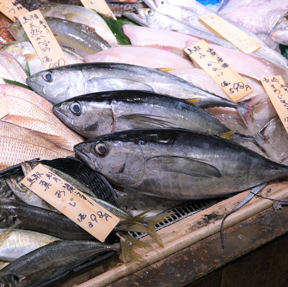 【堺北花田】今日のおすすめは『きめじまぐろ』『岩かき』｜鮮魚売場から