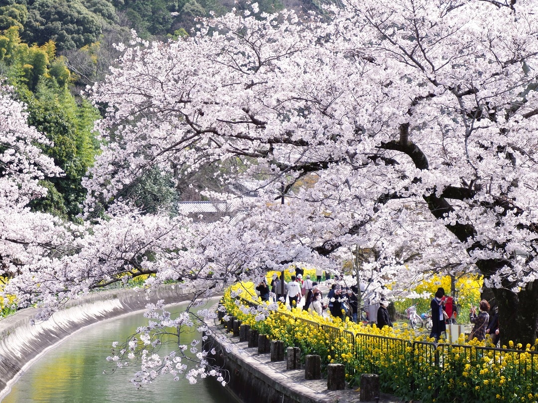 【京都山科】山科疎水より満開の桜をお届け