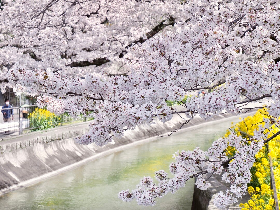 【京都山科】山科疎水より満開の桜をお届け