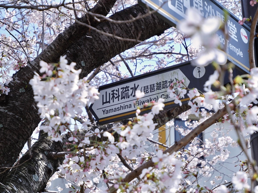 【京都山科】山科疎水より満開の桜をお届け