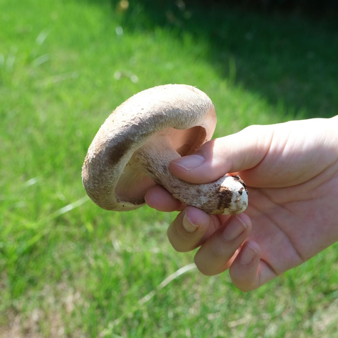【堺北花田】みんなで学ぼう、きのこの秘密｜食育イベント