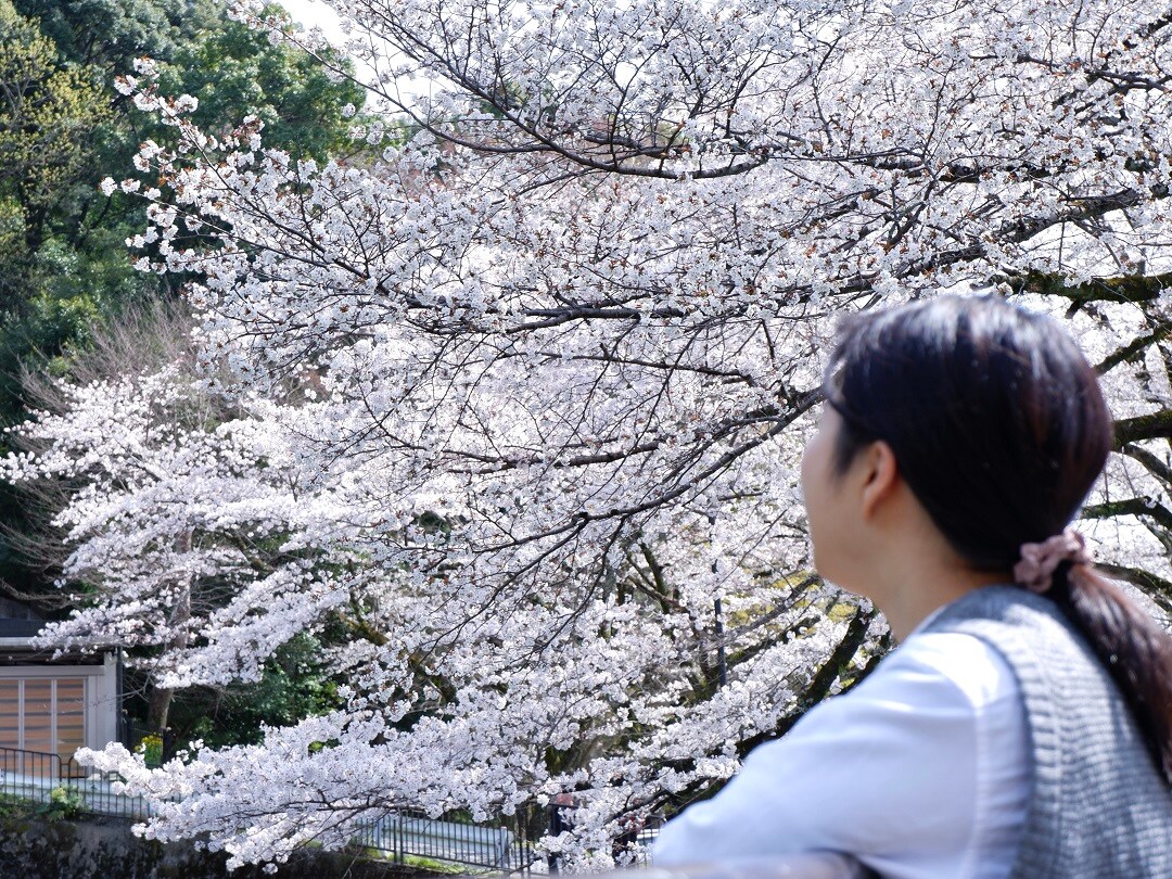 【京都山科】山科疎水より満開の桜をお届け