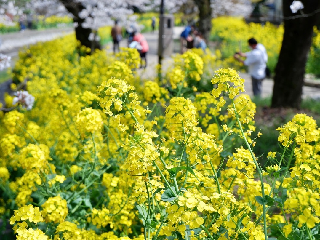 【京都山科】山科疎水より満開の桜をお届け