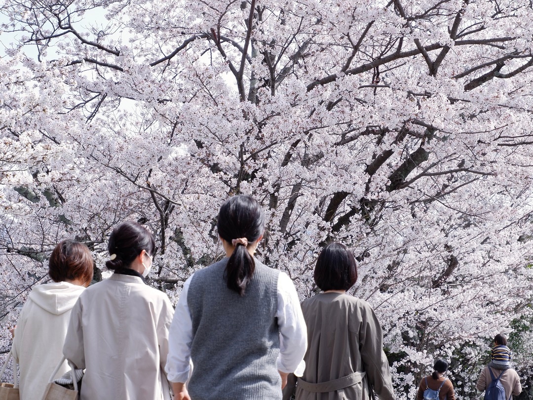 【京都山科】山科疎水より満開の桜をお届け