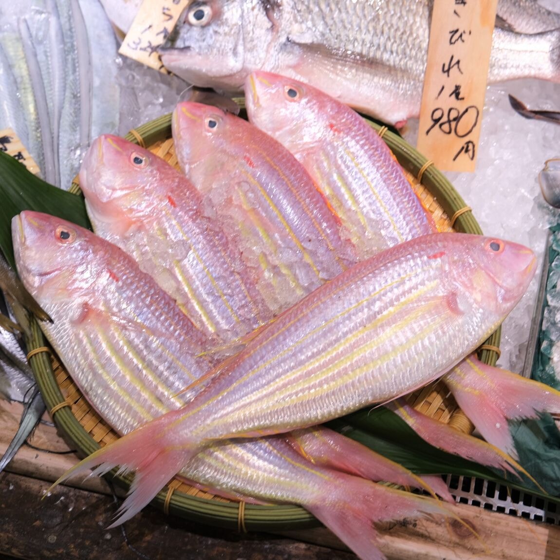 【堺北花田】今日のおすすめは『いとより』『天然ぐれ』｜鮮魚売場から