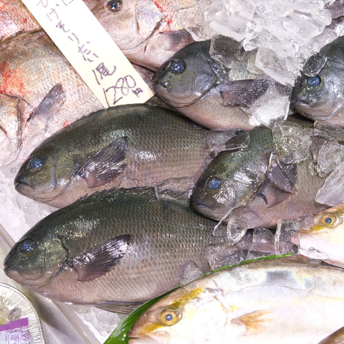 【堺北花田】今日のおすすめは『いとより』『天然ぐれ』｜鮮魚売場から