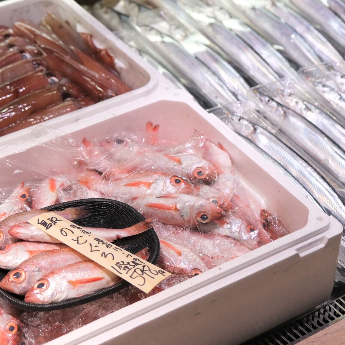 【堺北花田】今日のおすすめは『いとより』『天然ぐれ』｜鮮魚売場から