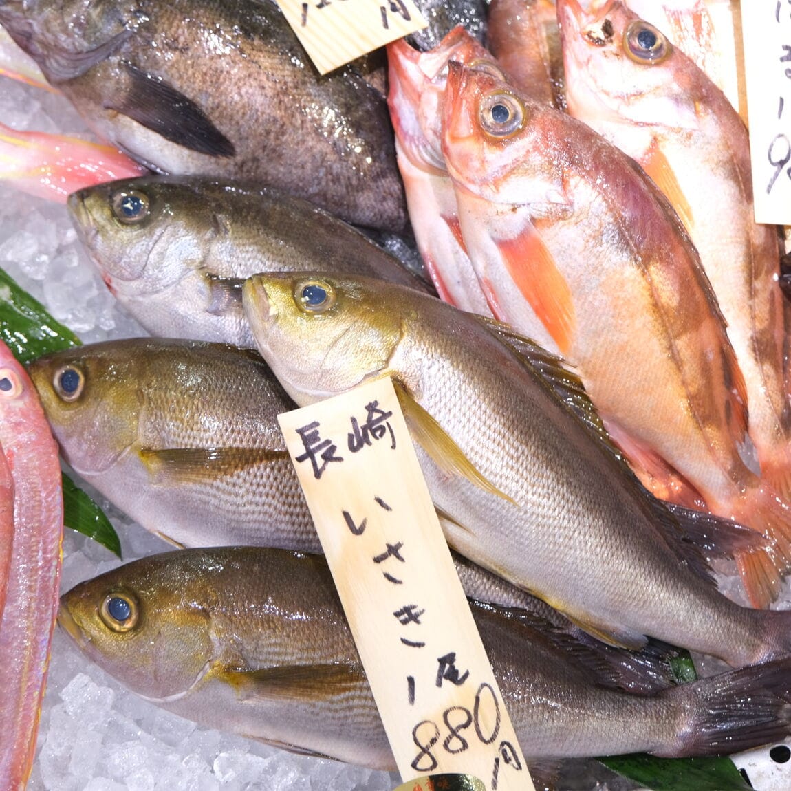 【堺北花田】今日のおすすめは『いさき』｜鮮魚売場から