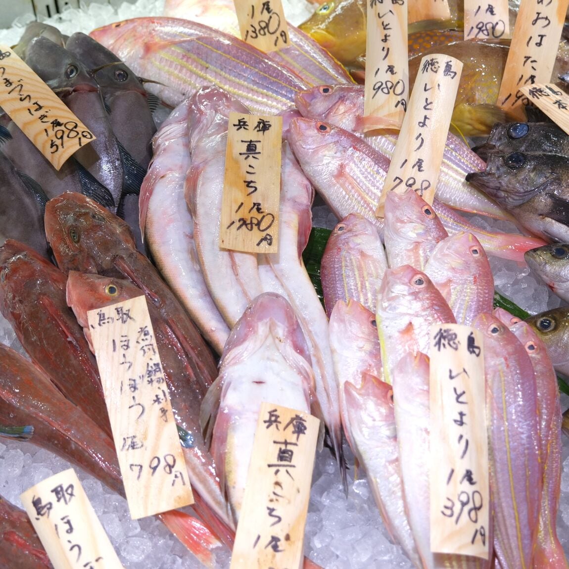【堺北花田】今日のおすすめは『いさき』｜鮮魚売場から