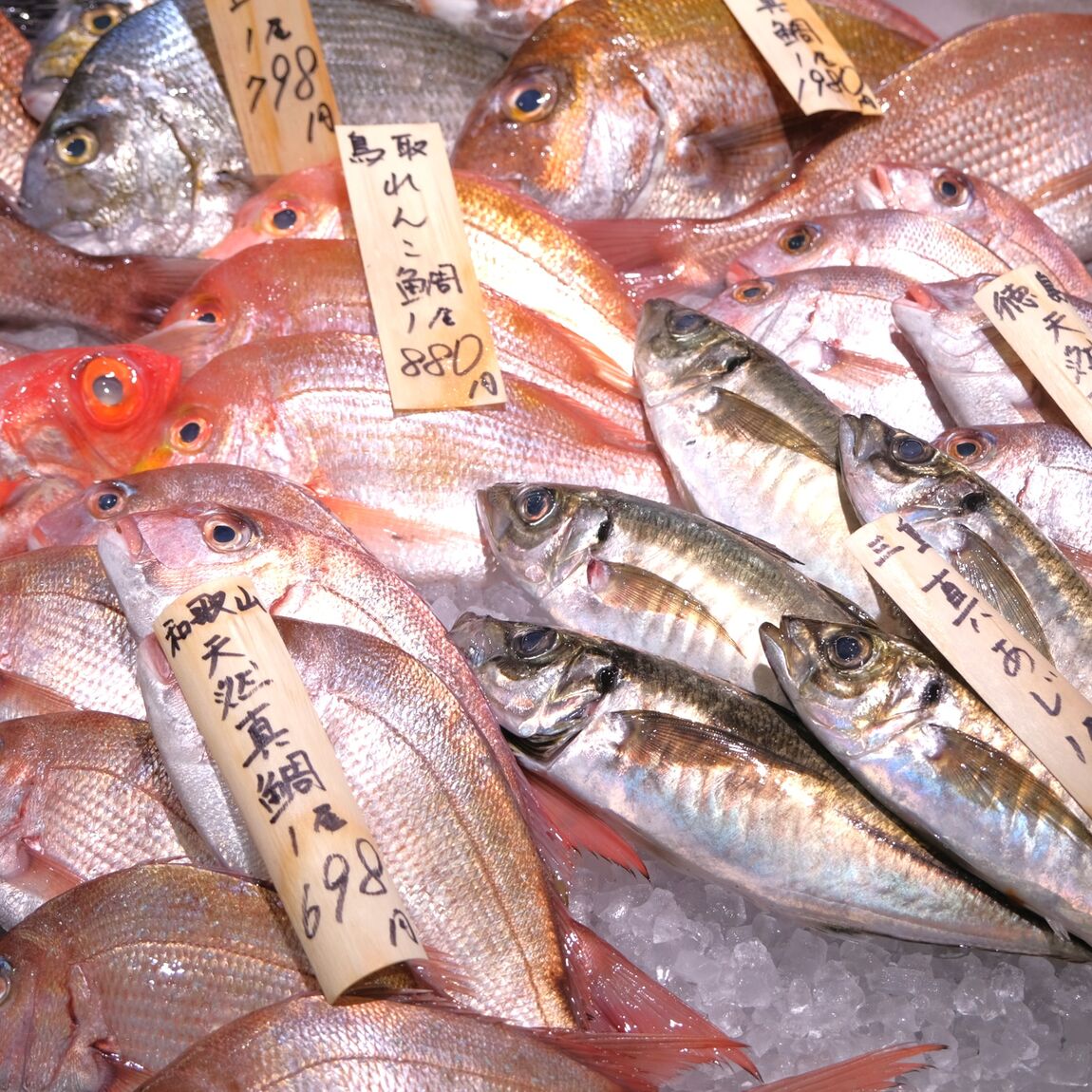 【堺北花田】今日のおすすめは『いさき』｜鮮魚売場から