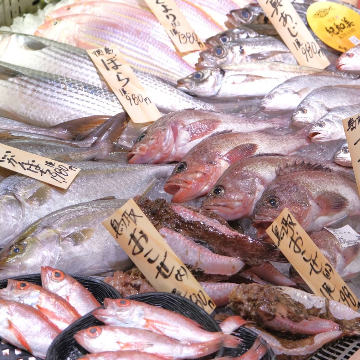 【堺北花田】今日のおすすめは『のどぐろ』お刺身｜鮮魚売場から_8XjtNu