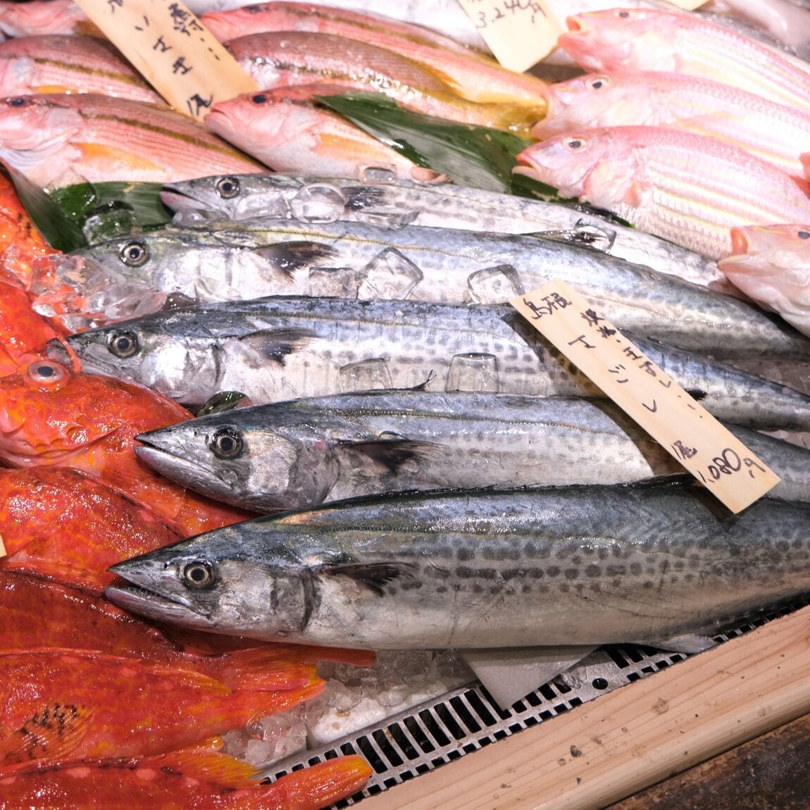【堺北花田】今日のおすすめは『さごし』｜鮮魚売場から